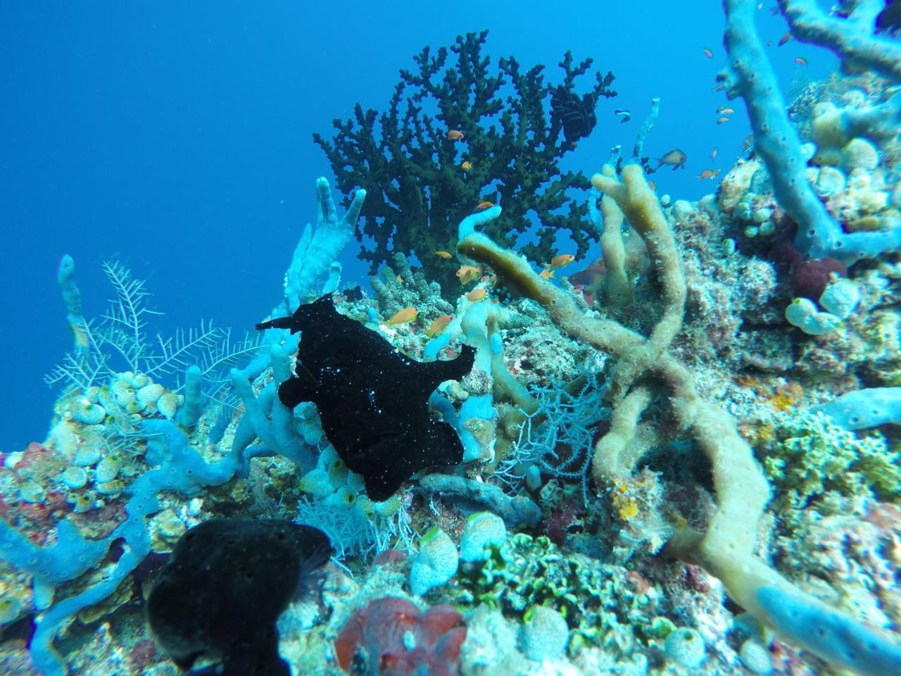Zeestar Inn Maafushi Luaran gambar